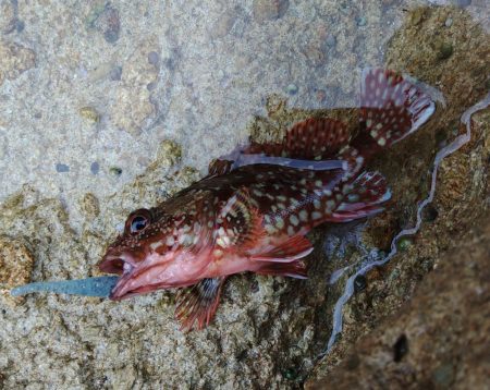 越前海岸でキジハタを探す